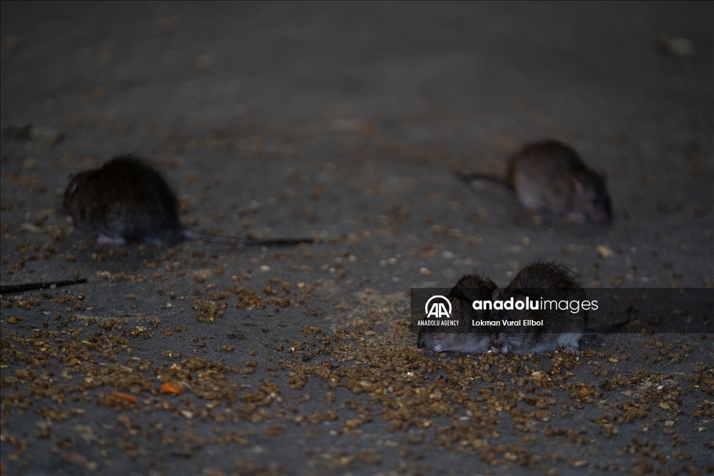 NYC Rat Sightings Higher Than Ever Before