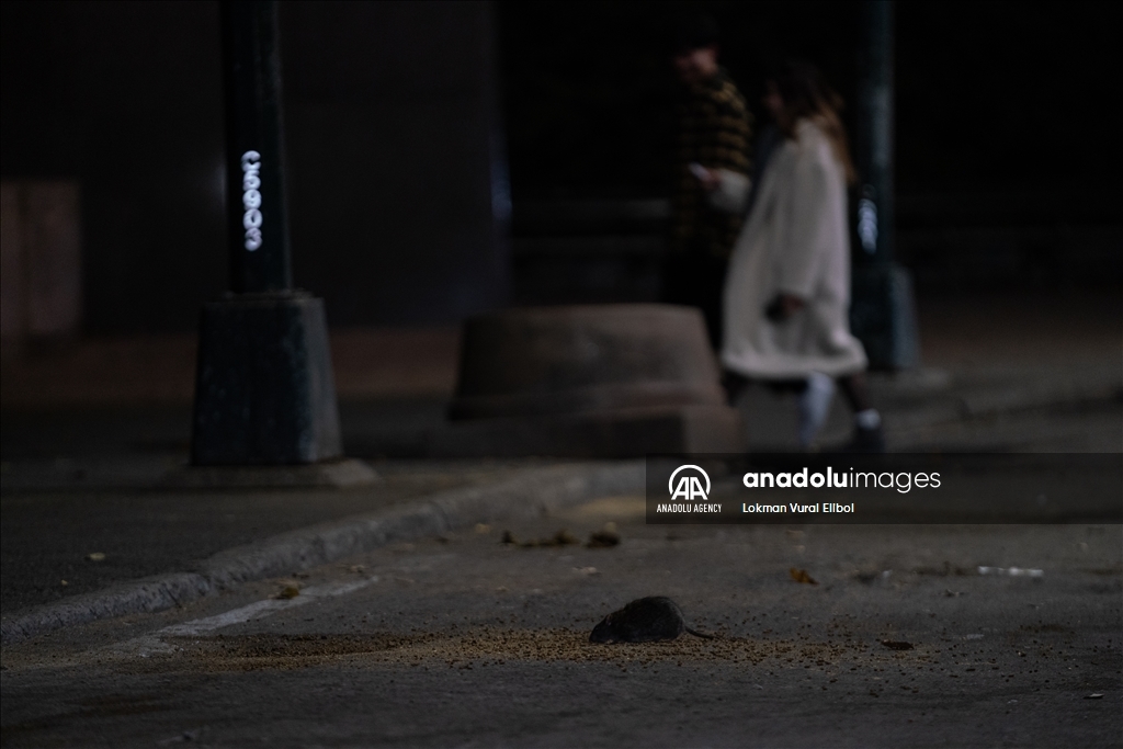 NYC Rat Sightings Higher Than Ever Before