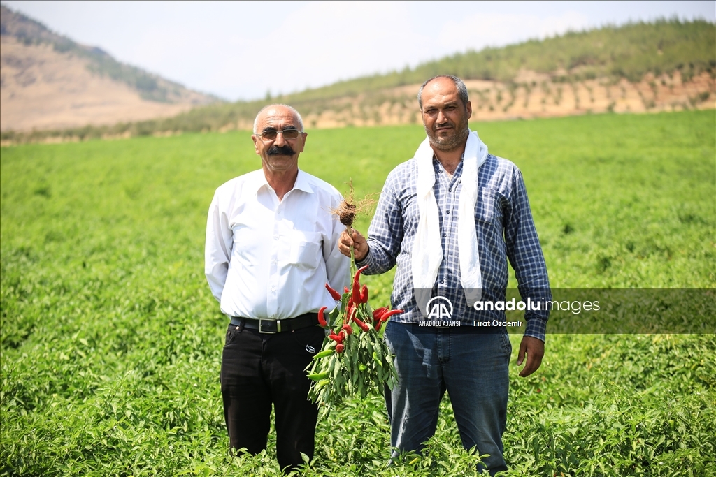 Gaziantep ve Kahramanmaraş arasında tescilli "acı biber" rekabeti yaşanıyor