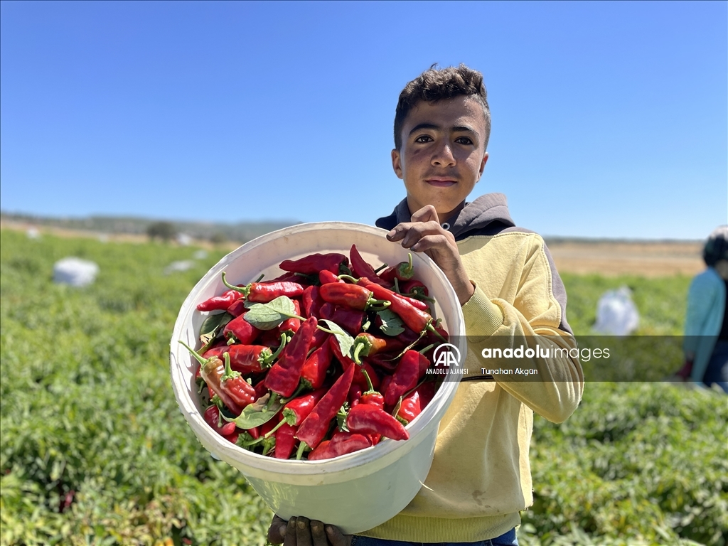 Gaziantep ve Kahramanmaraş arasında tescilli "acı biber" rekabeti yaşanıyor