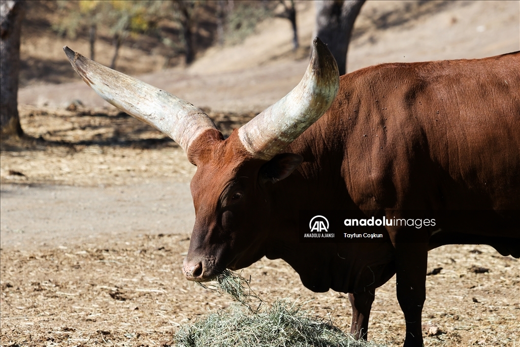 ABD'de Safari Batı Yaban Hayatı Koruma Park'ında Vahşi Yaşam - Anadolu ...