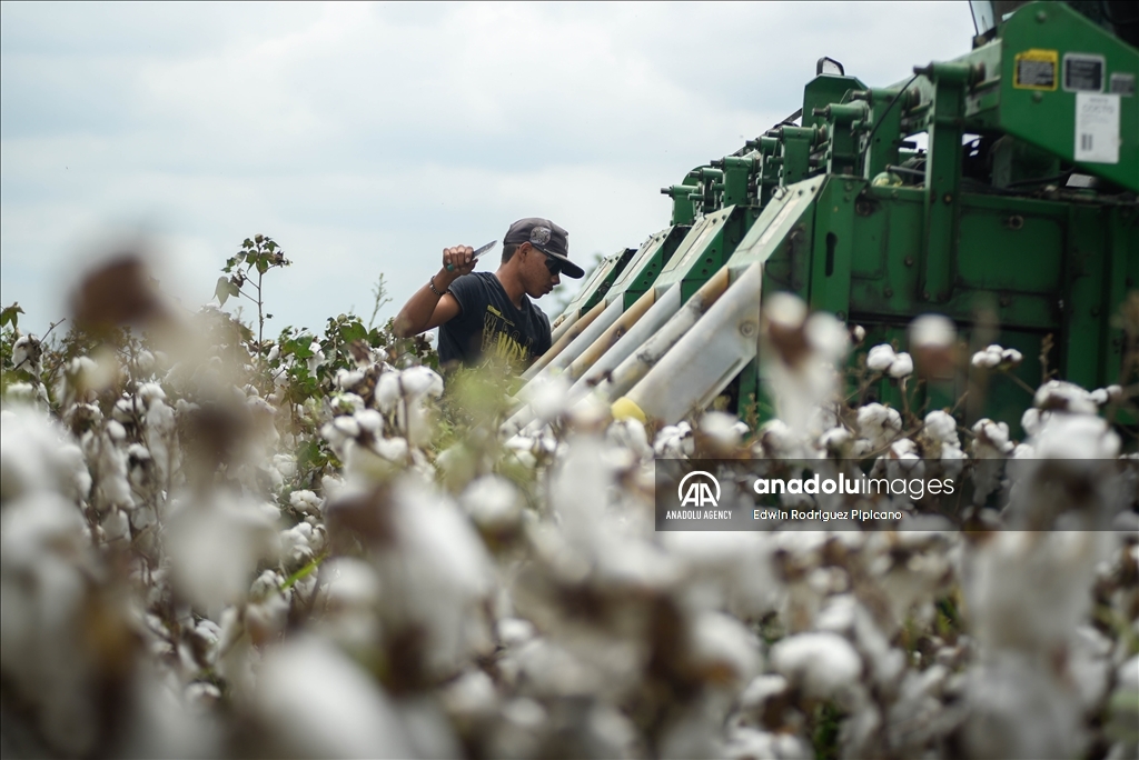 cotton cultivation