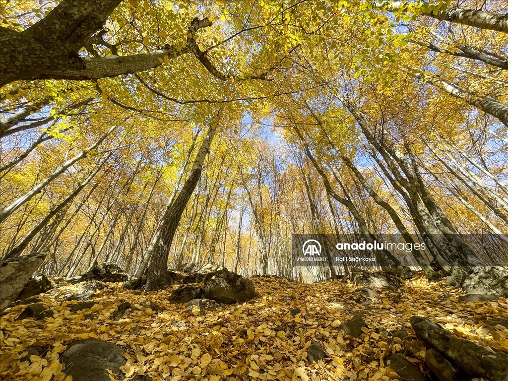 Autumn in Ankara