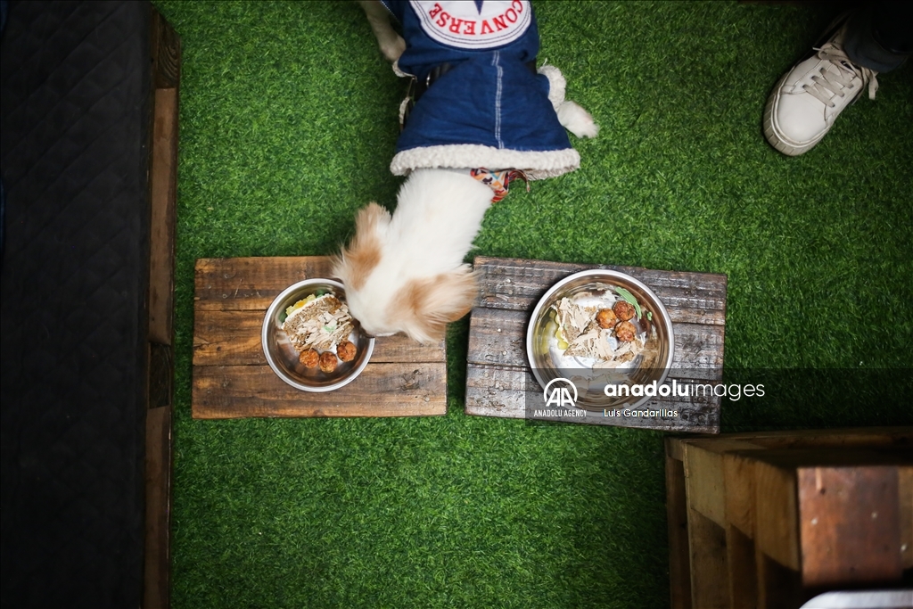 Restaurant for dogs in La Paz