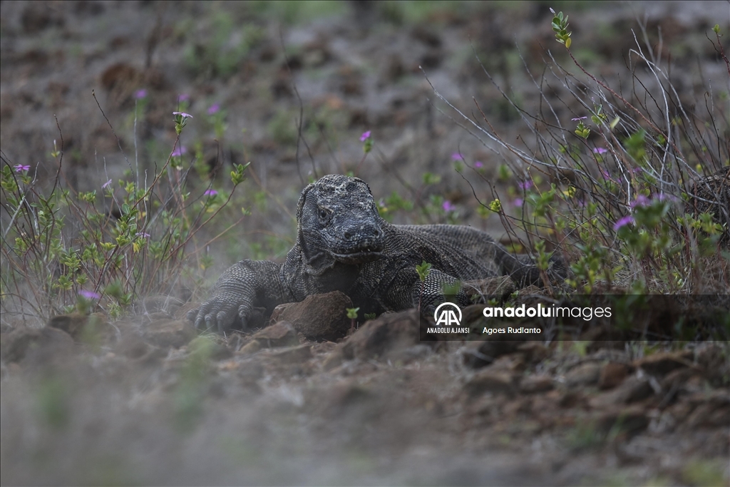 Endonezya'da Komodo ejderi görüntülendi