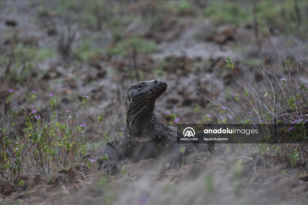 Endonezya'da Komodo ejderi görüntülendi
