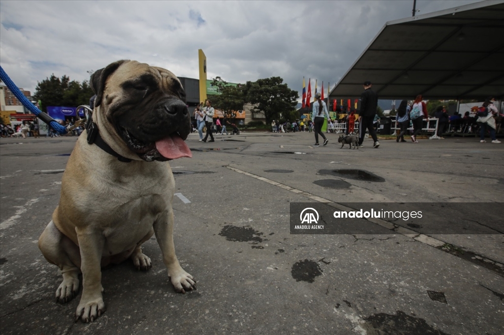 ExpoPet 2022: Así se desarrolló en Bogotá la feria para mascotas más grande de Latinoamérica