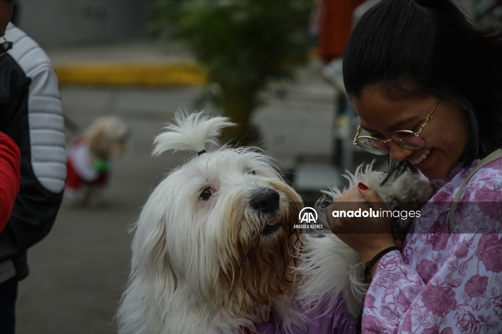 ExpoPet 2022: Así se desarrolló en Bogotá la feria para mascotas más grande de Latinoamérica