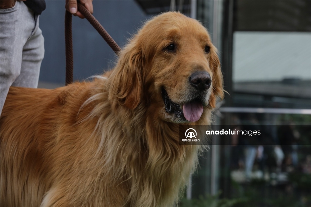 ExpoPet 2022: Así se desarrolló en Bogotá la feria para mascotas más grande de Latinoamérica