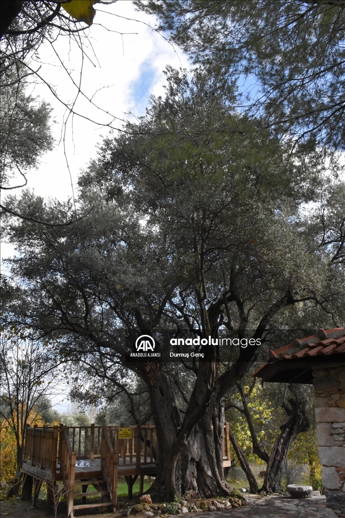 Lagina Antik Kenti'ndeki 1501 yıllık zeytin ağacı tarihi yaşamı anımsatıyor