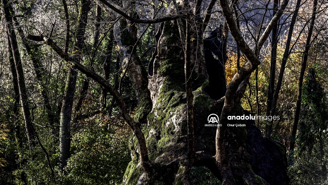 Yaklaşık 1300 yaşındaki "Doğu Çınarı" tarihe tanıklık ediyor