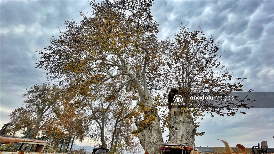 Elazığ'ın Palu ilçesinde 1147 yaşındaki çınar ağacı asırlara tanıklık ediyor