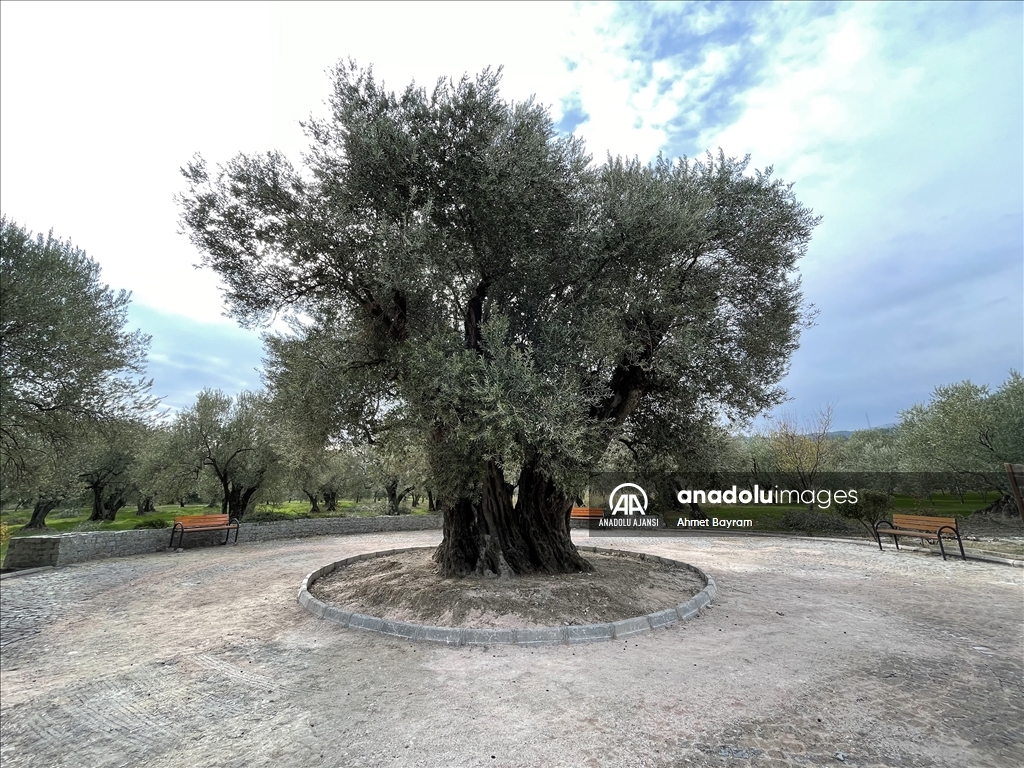 Manisa'daki "Anıt Zeytin Ağacı" heybetiyle ziyaretçilerin dikkatini çekiyor