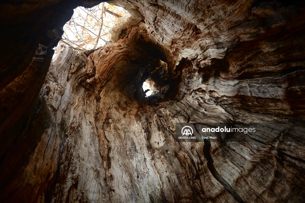 Kahramanmaraş'ın "Doğu Çınarı" ihtişamıyla göz kamaştırıyor