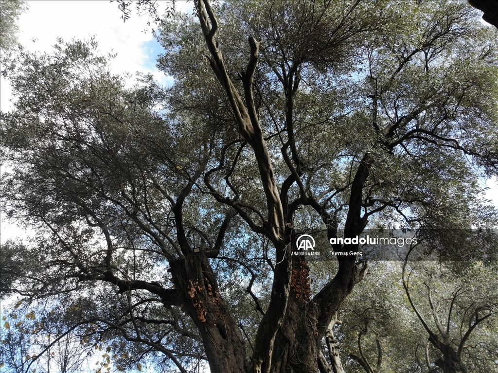 Lagina Antik Kenti'ndeki 1501 yıllık zeytin ağacı tarihi yaşamı anımsatıyor