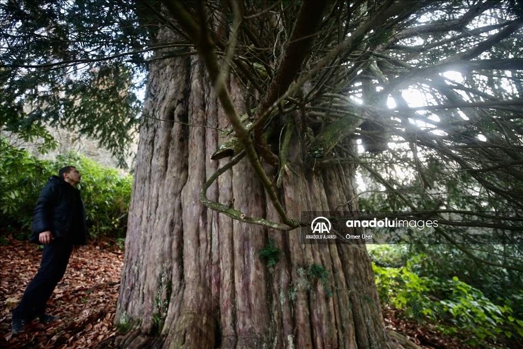 4 bin 117 yaşındaki porsuk ağacı ihtişamıyla zamana meydan okuyor