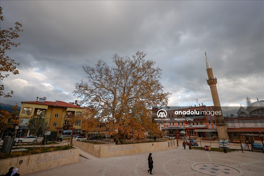 Burdur'un simgesi haline gelen çınar ağacı tarhi meydan okuyor