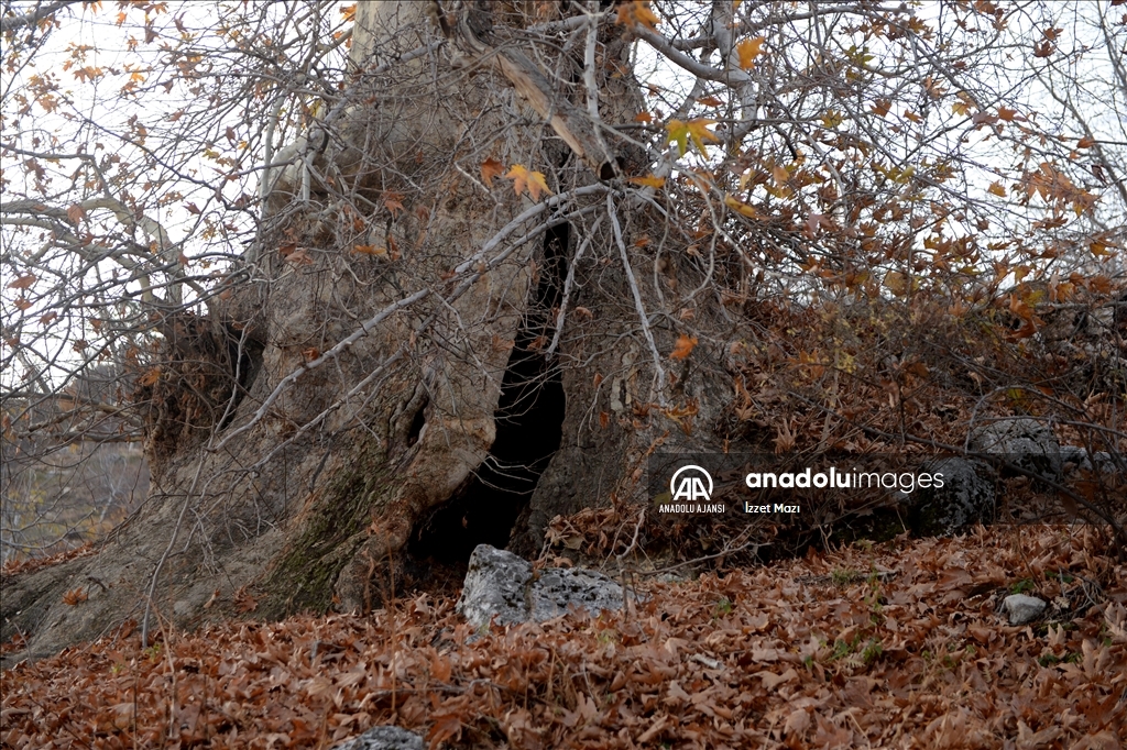 Kahramanmaraş'ın "Doğu Çınarı" ihtişamıyla göz kamaştırıyor