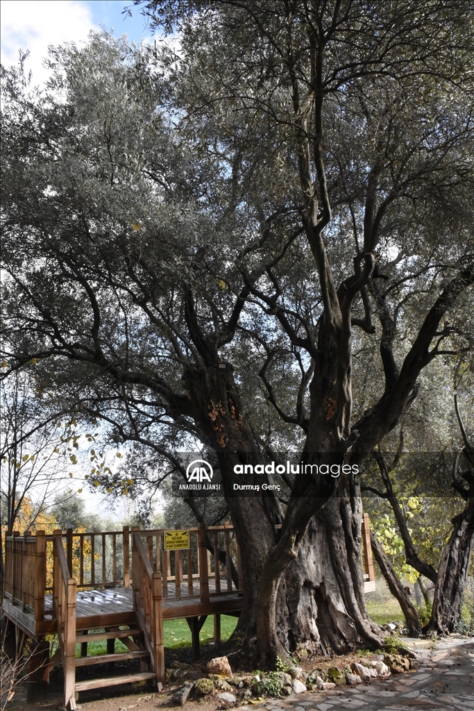 Lagina Antik Kenti'ndeki 1501 yıllık zeytin ağacı tarihi yaşamı anımsatıyor