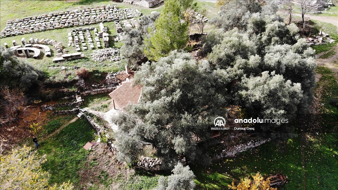 Lagina Antik Kenti'ndeki 1501 yıllık zeytin ağacı tarihi yaşamı anımsatıyor