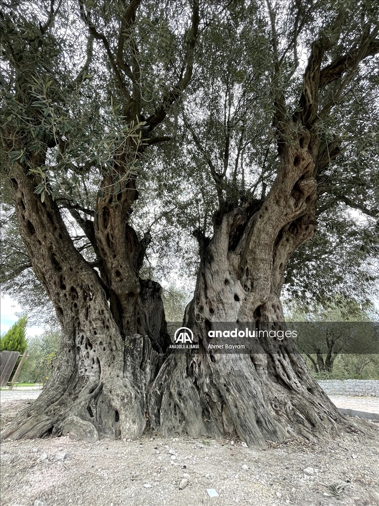Manisa'daki "Anıt Zeytin Ağacı" heybetiyle ziyaretçilerin dikkatini çekiyor