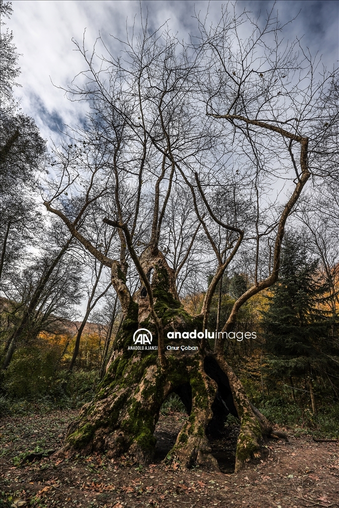 Yaklaşık 1300 yaşındaki "Doğu Çınarı" tarihe tanıklık ediyor