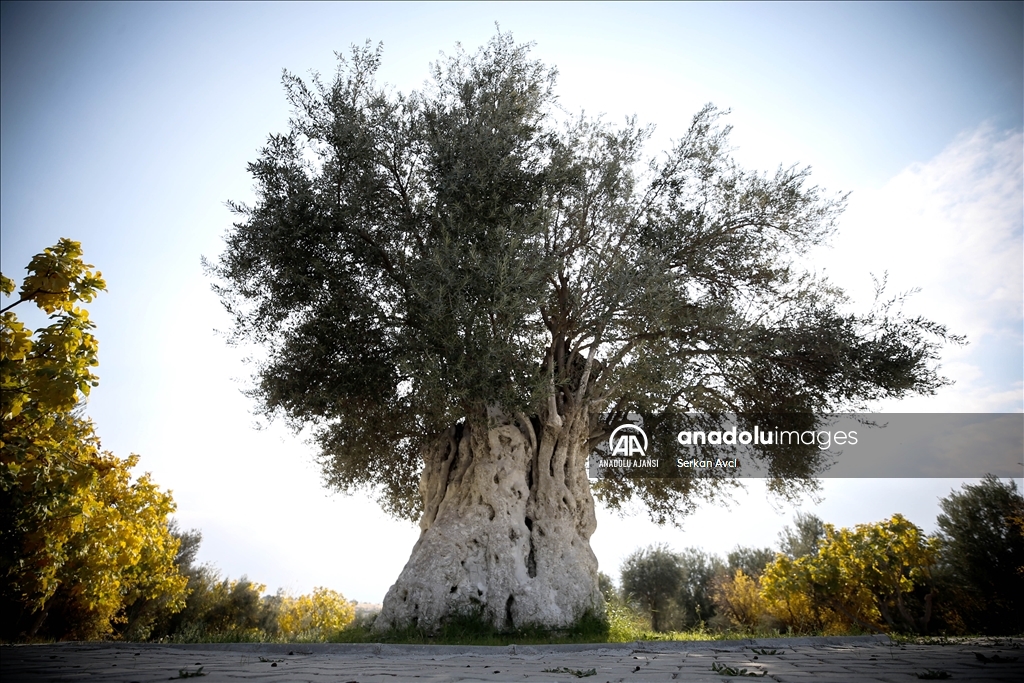 Mersin'deki 1300 yıllık ağaç zaman meydan okuyor