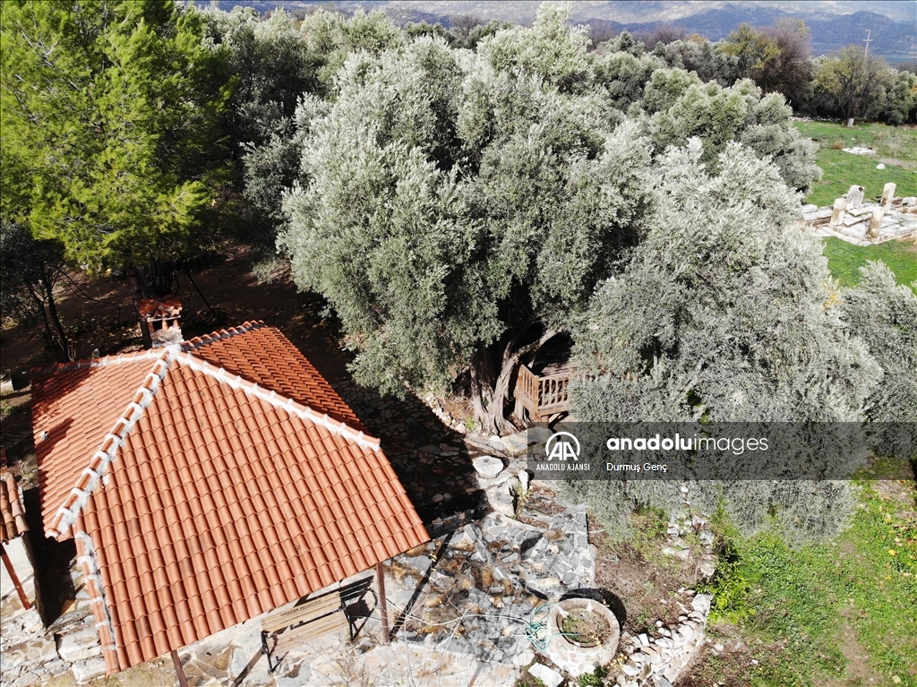 Lagina Antik Kenti'ndeki 1501 yıllık zeytin ağacı tarihi yaşamı anımsatıyor