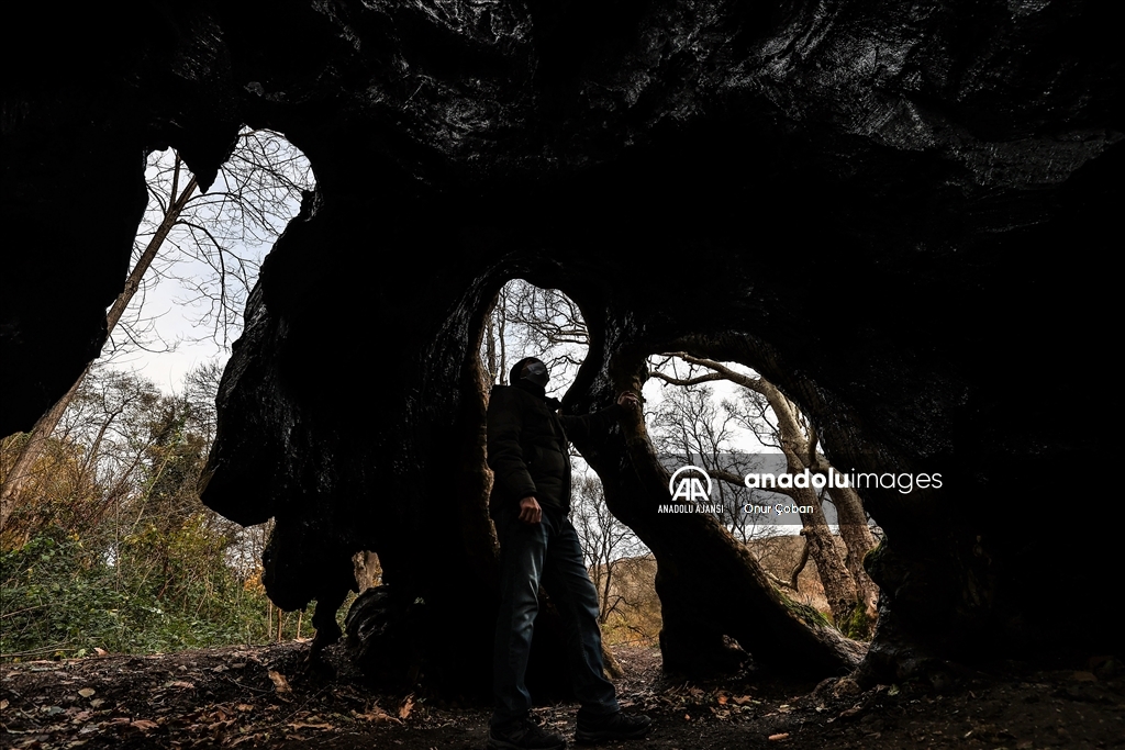 Yaklaşık 1300 yaşındaki "Doğu Çınarı" tarihe tanıklık ediyor