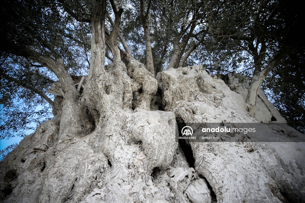 Mersin'deki 1300 yıllık ağaç zaman meydan okuyor