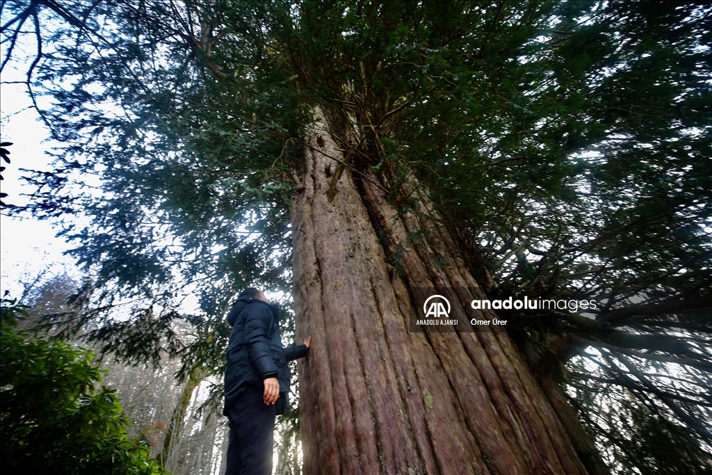 4 bin 117 yaşındaki porsuk ağacı ihtişamıyla zamana meydan okuyor