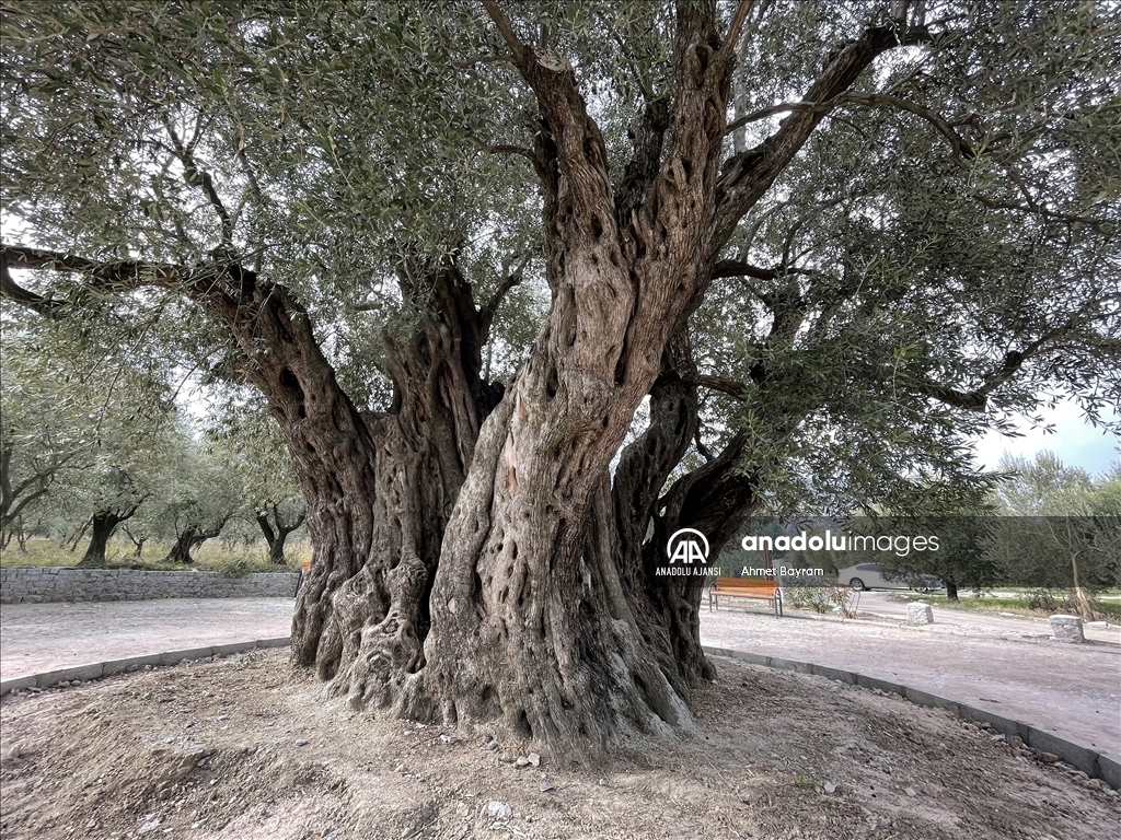 Manisa'daki "Anıt Zeytin Ağacı" heybetiyle ziyaretçilerin dikkatini çekiyor