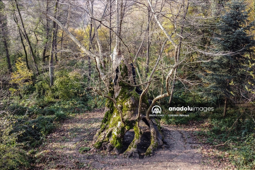 Yaklaşık 1300 yaşındaki "Doğu Çınarı" tarihe tanıklık ediyor