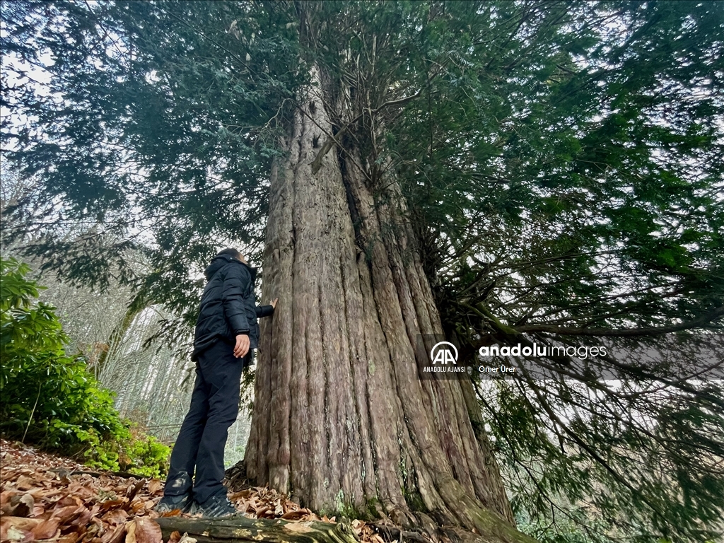 4 bin 117 yaşındaki porsuk ağacı ihtişamıyla zamana meydan okuyor