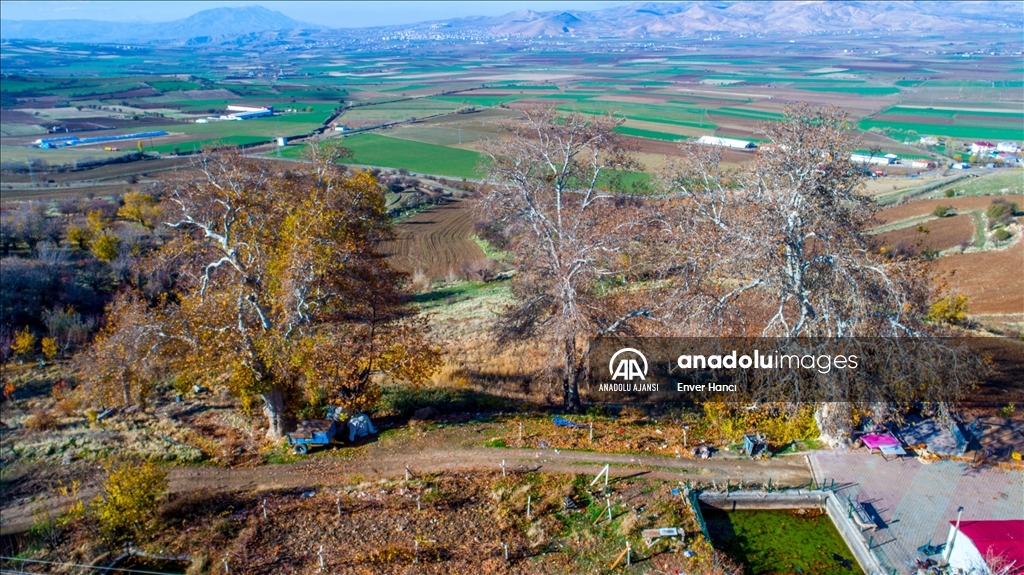 Elazığ'ın Palu ilçesinde 1147 yaşındaki çınar ağacı asırlara tanıklık ediyor