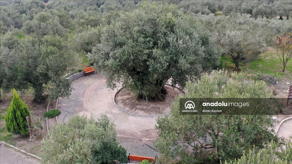 Manisa'daki "Anıt Zeytin Ağacı" heybetiyle ziyaretçilerin dikkatini çekiyor