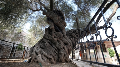 Hatay'daki 1351 yıllık zeytin ağacı ihtişamlarıyla tarihe tanıklık ediyor