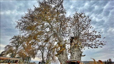 Elazığ'ın Palu ilçesinde 1147 yaşındaki çınar ağacı asırlara tanıklık ediyor