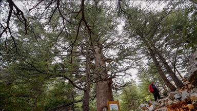 2 bin 327 yaşındaki "Ambar Katran"ı ağacı görenlerin dikkatini çekiyor