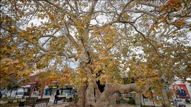 Burdur'un simgesi haline gelen çınar ağacı tarhi meydan okuyor