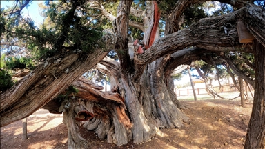 2 bin yıldan fazla yaşı olduğu belirlenen "Ağıl Ardıç" ağacı zamana meydan okuyor