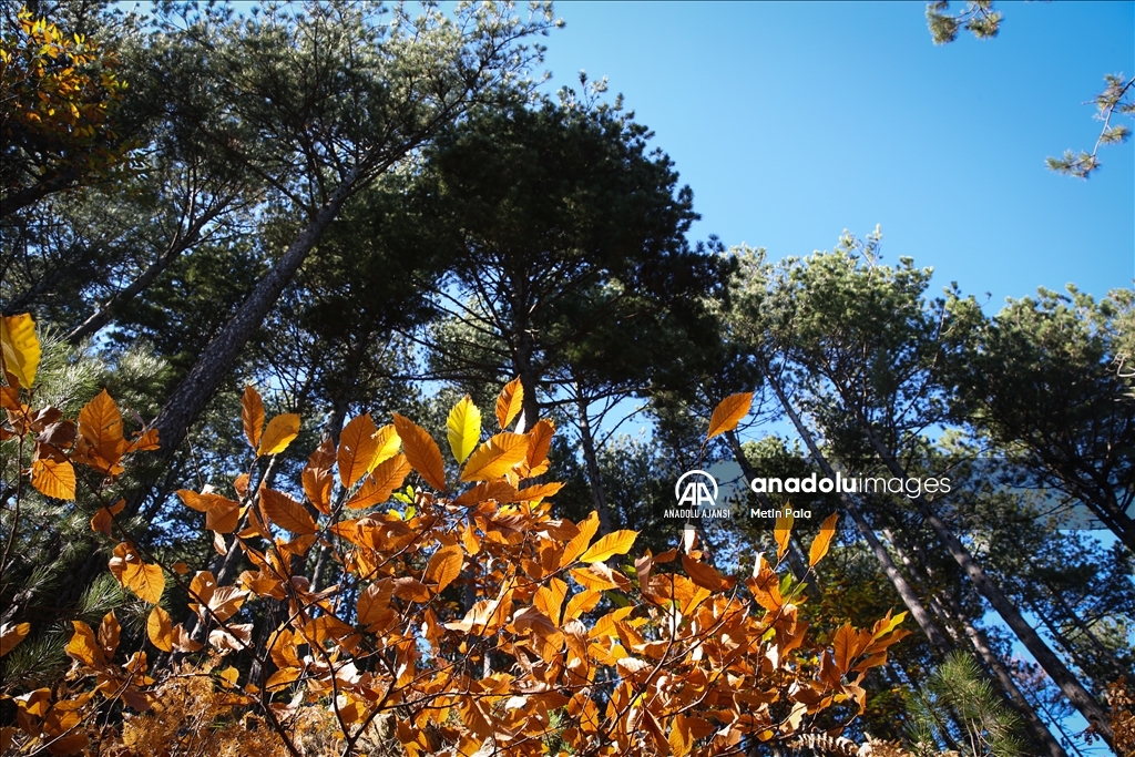 Kazdağları'nda sonbahar