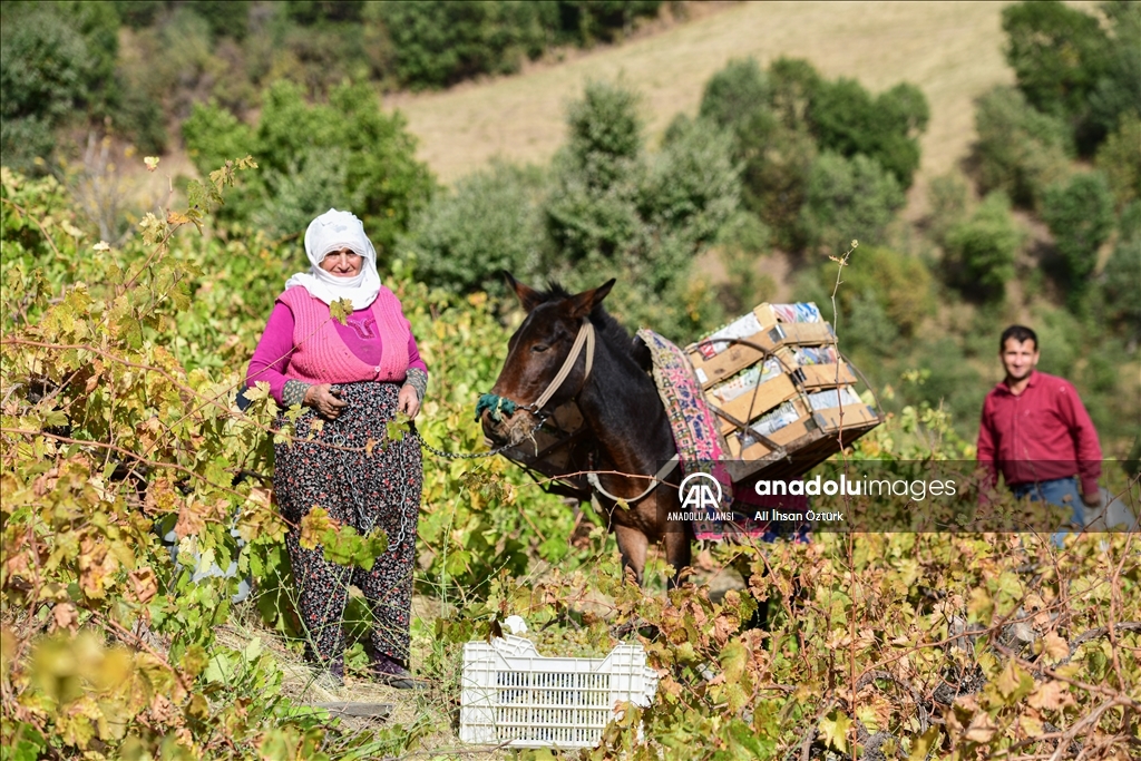Bitlis’in Hizan ilçesinin dağ köylerinde yapılan organik üzüm pekmezi büyük ilgi görüyor