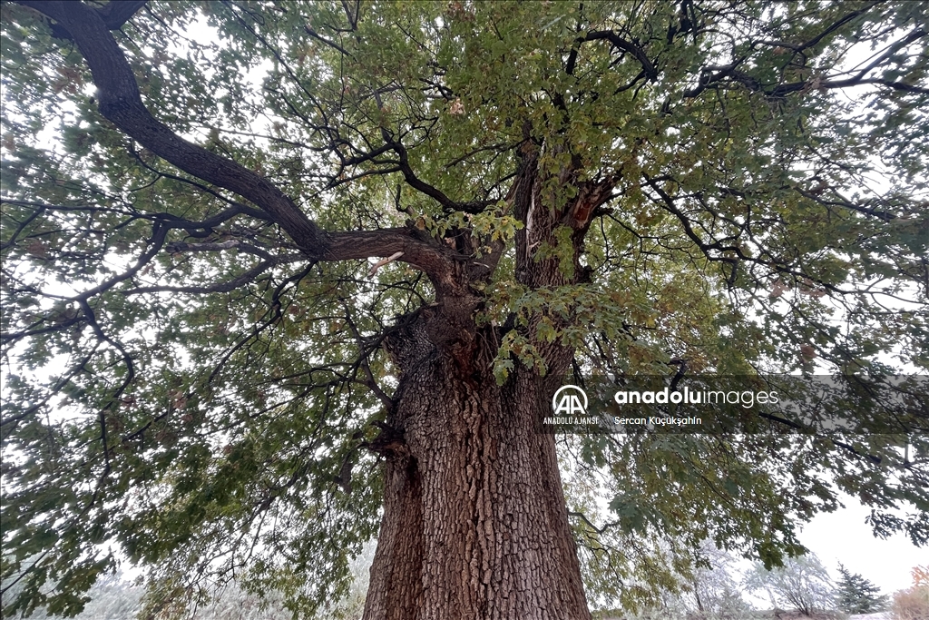 Nevşehir’in anıt ağacı 530 yıllık sapsız meşe görkemiyle hala ayakta