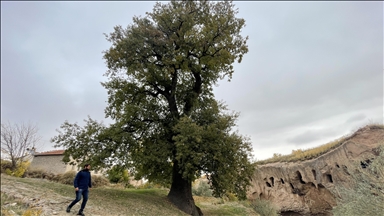 Nevşehir’in anıt ağacı 530 yıllık sapsız meşe görkemiyle hala ayakta