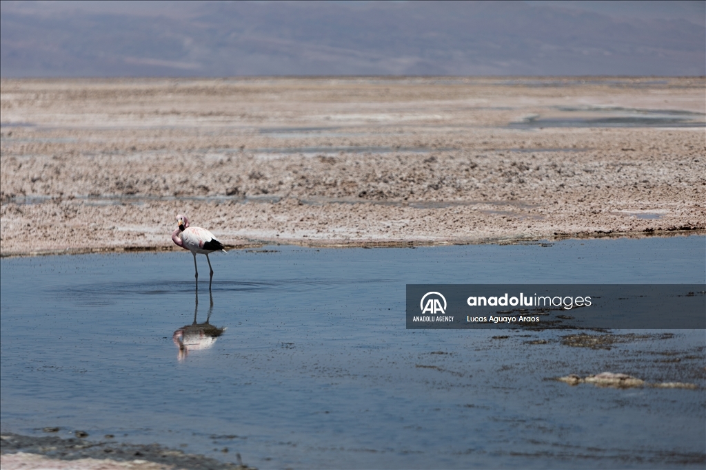 The population of flamingos in the Atacama desert decreases due to drought and mining