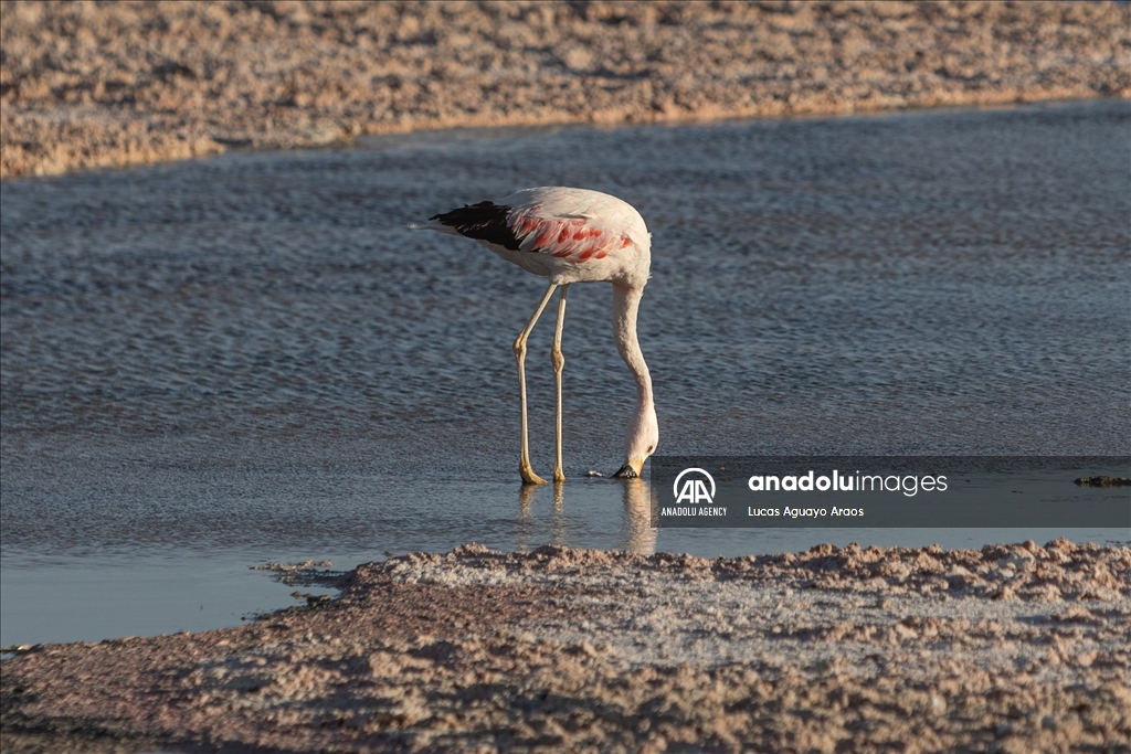 The population of flamingos in the Atacama desert decreases due to drought and mining