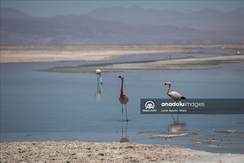 The population of flamingos in the Atacama desert decreases due to drought and mining