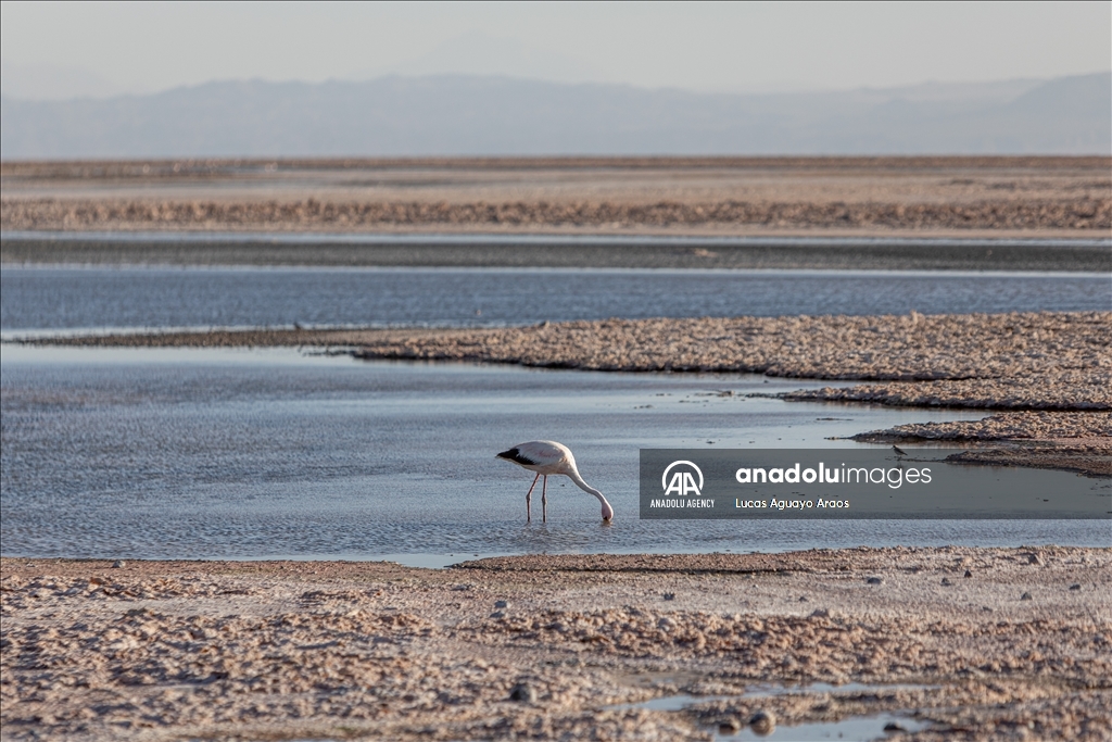 The population of flamingos in the Atacama desert decreases due to drought and mining