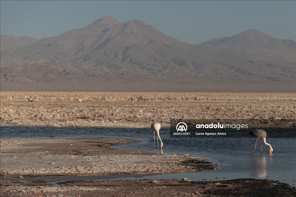 The population of flamingos in the Atacama desert decreases due to drought and mining